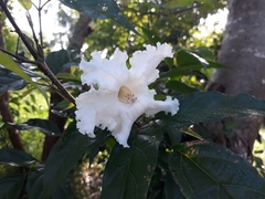 Dolichandrone serrulata