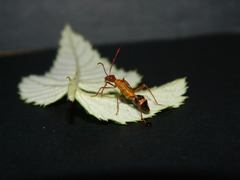 Hyalymenus longispinus