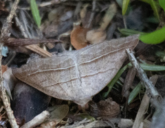 Petrophora subaequaria