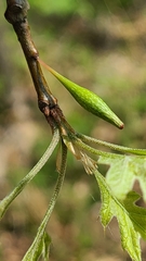 Callirhytis gallaestriatae