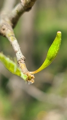 Callirhytis gallaestriatae