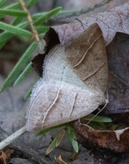 Petrophora subaequaria