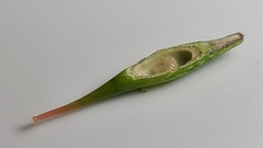 Callirhytis gallaestriatae