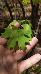 Acer grandidentatum