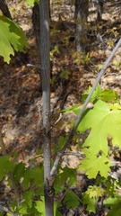 Acer grandidentatum