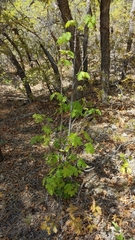 Acer grandidentatum