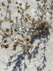 Mentzelia leucophylla