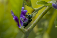 Augochlora smaragdina