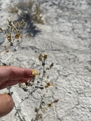 Mentzelia leucophylla