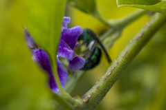 Augochlora smaragdina