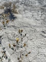 Mentzelia leucophylla