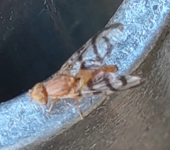 Euphranta canadensis