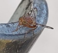 Euphranta canadensis