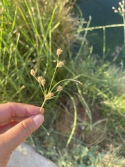 Fimbristylis thermalis