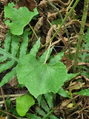 Vitis shuttleworthii