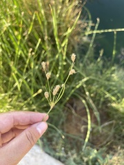 Fimbristylis thermalis