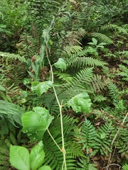 Vitis shuttleworthii