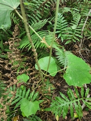 Vitis shuttleworthii