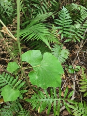 Vitis shuttleworthii