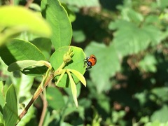 Physosmaragdina nigrifrons