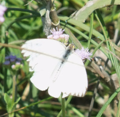 Ascia monuste phileta