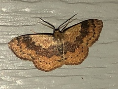 Leptostales ferruminaria