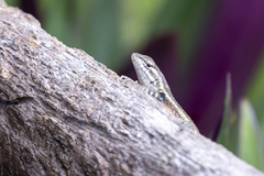 Sceloporus variabilis