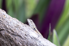 Sceloporus variabilis