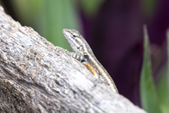 Sceloporus variabilis