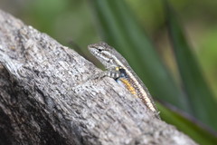 Sceloporus variabilis