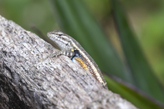 Sceloporus variabilis