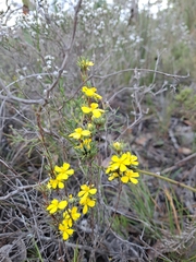 Hibbertia gracilipes