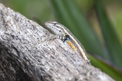 Sceloporus variabilis