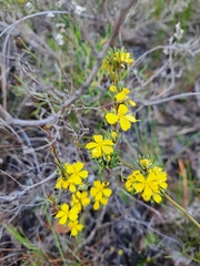 Hibbertia gracilipes