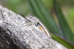 Sceloporus variabilis