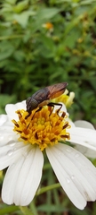 Idiella