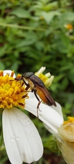 Idiella