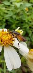 Idiella