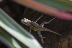 Sceloporus variabilis