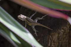 Sceloporus variabilis