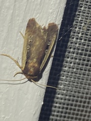 Ochropleura implecta