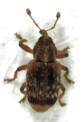 Peristoreus flavitarsis
