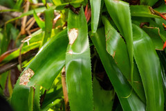 Aechmea tillandsioides