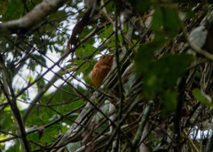 Rhytipterna holerythra