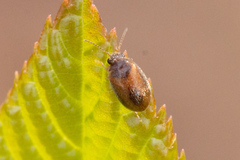 Contacyphon variabilis