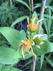 Hypericum ascyron pyramidatum