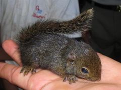 Microsciurus flaviventer