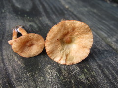 Lactarius oculatus