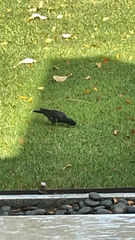 Acridotheres grandis