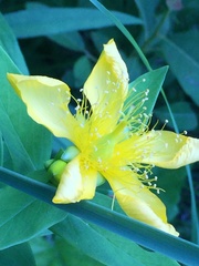 Hypericum ascyron pyramidatum